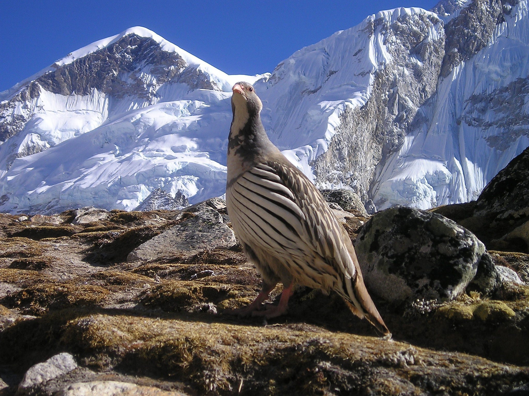 Himalayan Bired